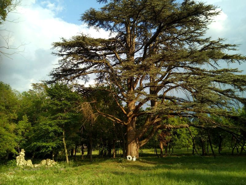 Le grand cèdre du parc