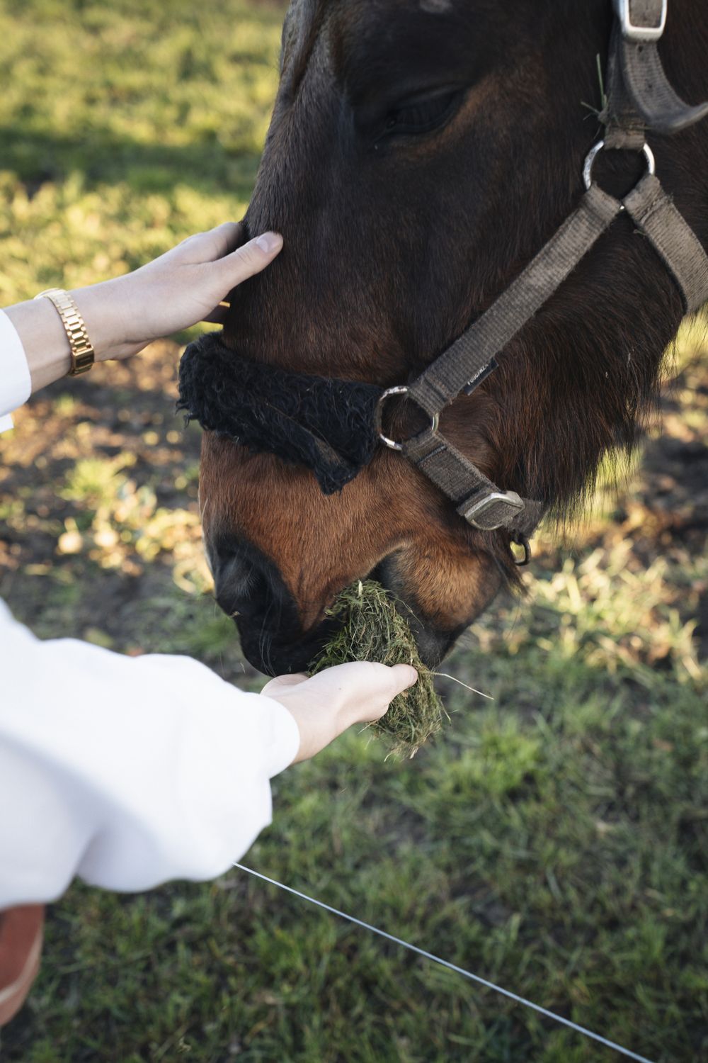 Une caresse au cheval
