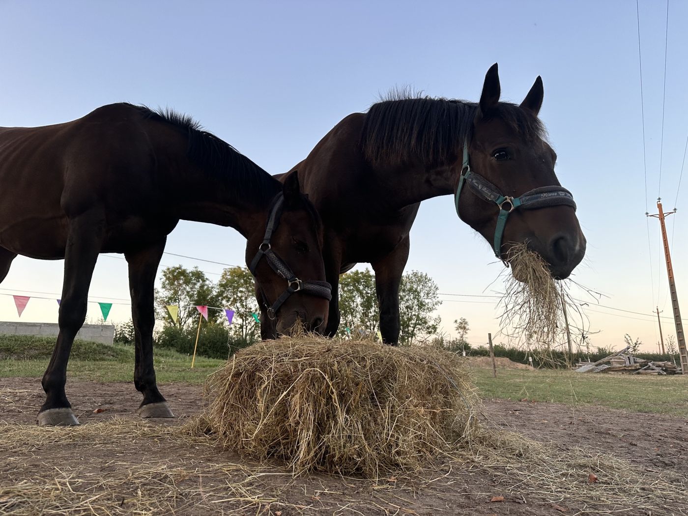 Les chevaux et leur foin