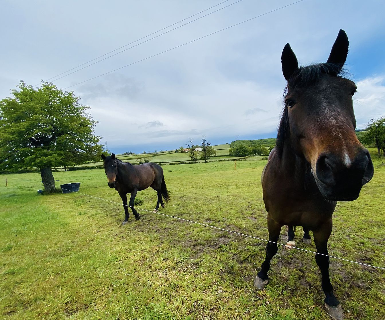 Les chevaux