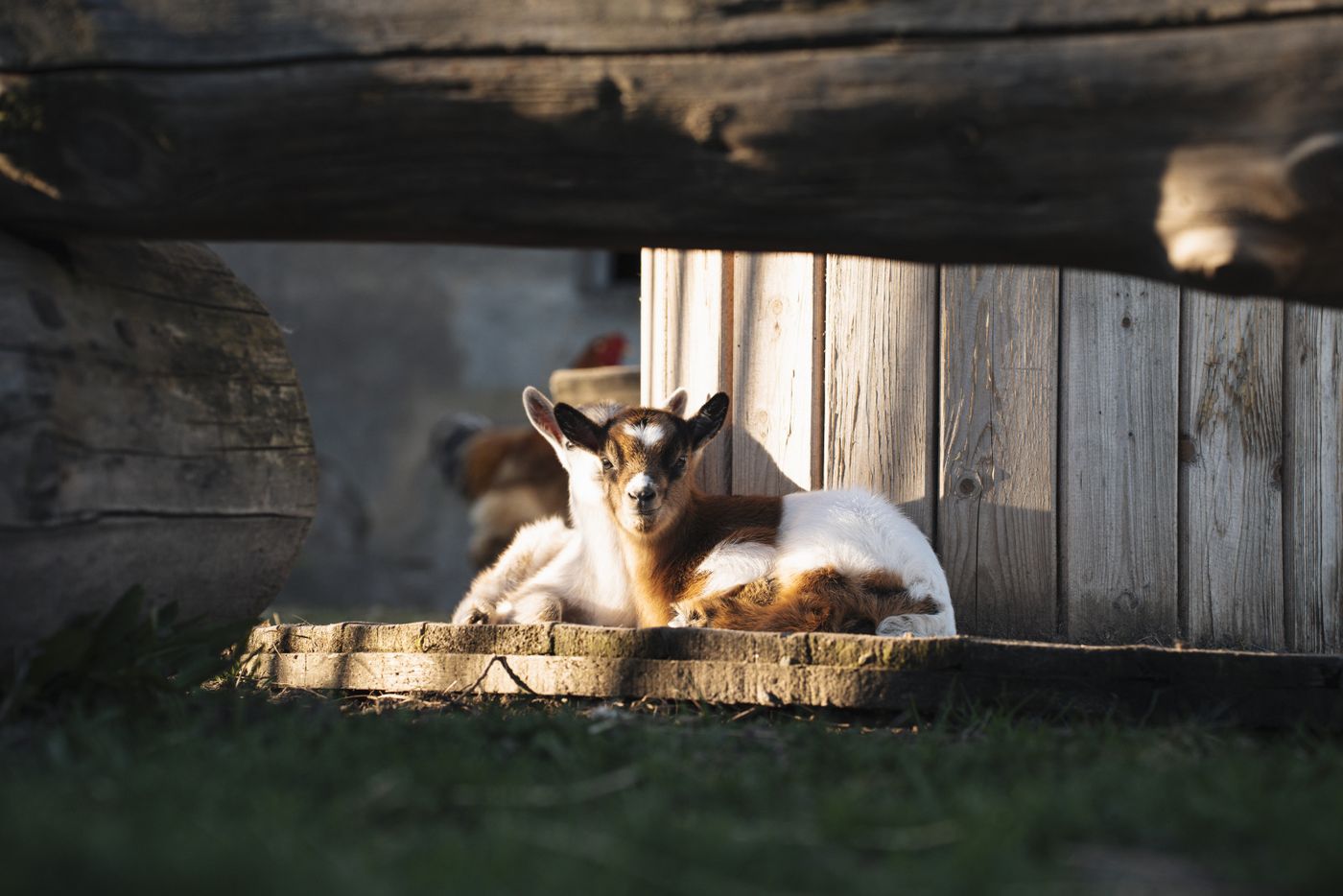 Un chevreau au soleil