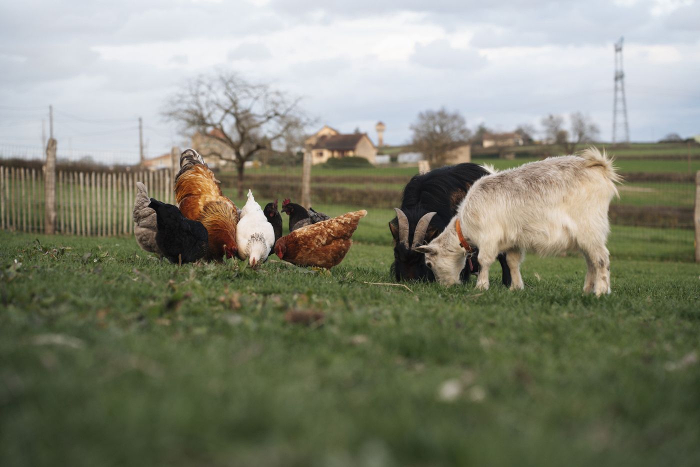 Les chèvres et les poules