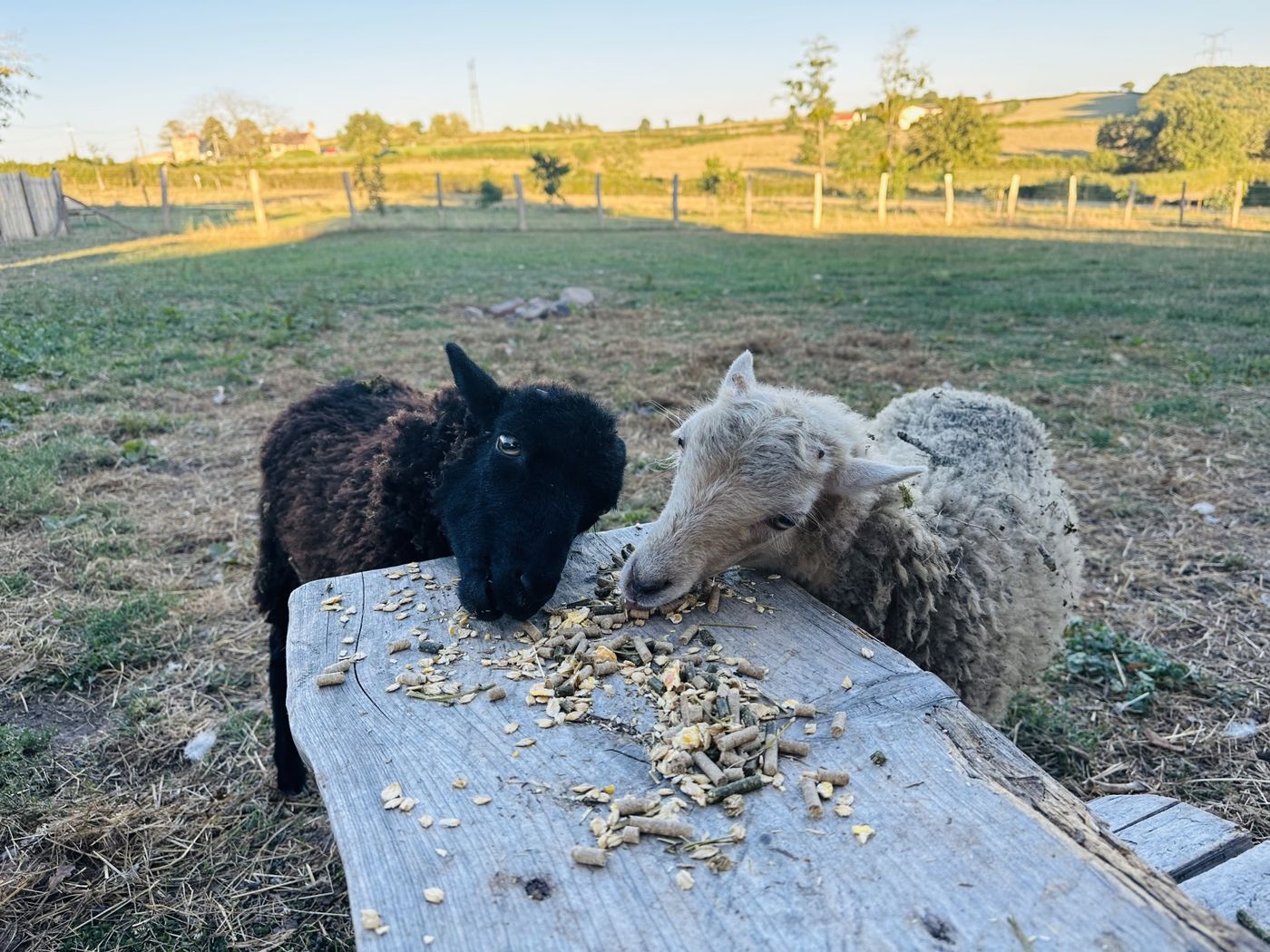 Les moutons