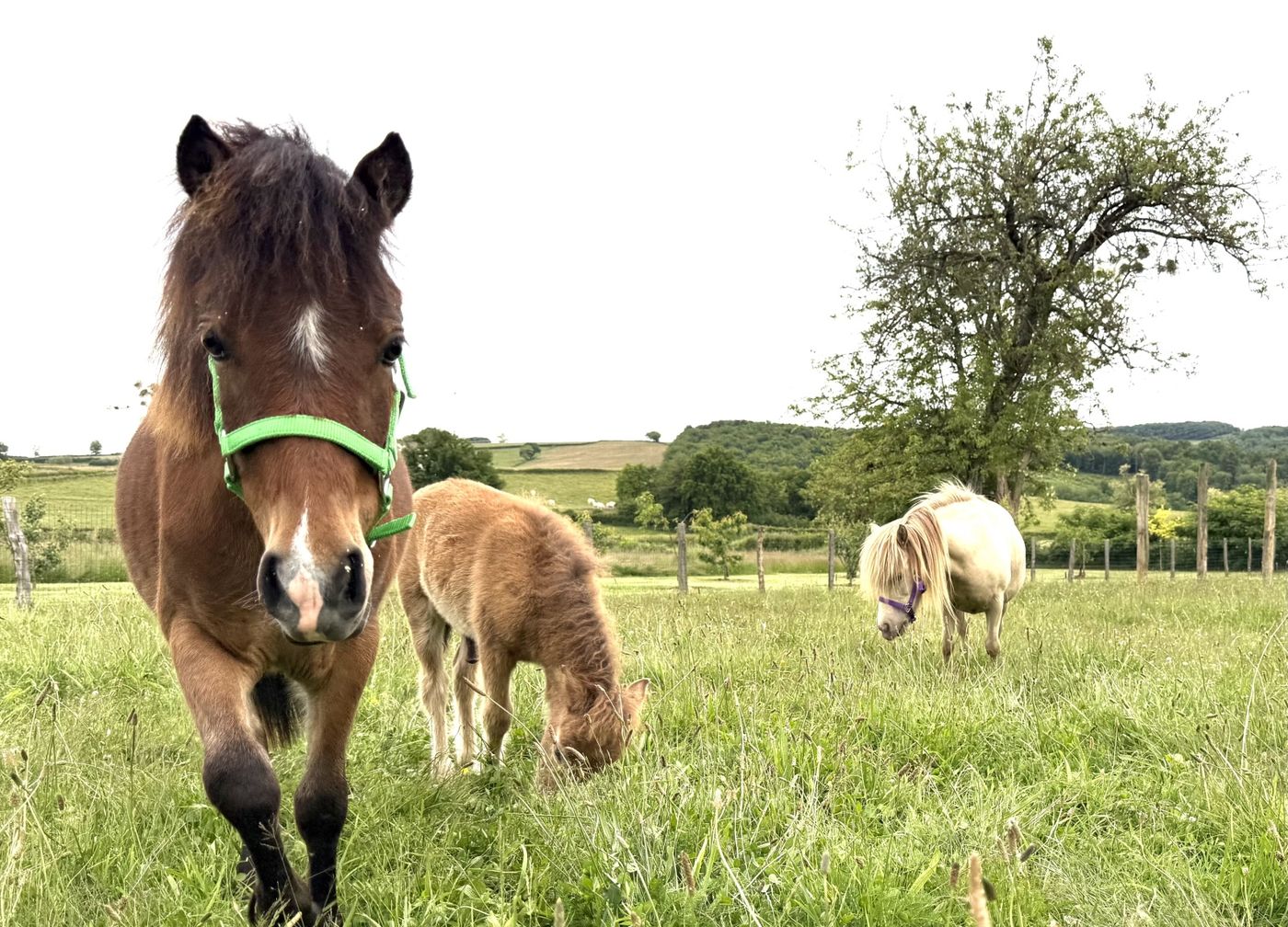 Les poneys du domaine dans le pré