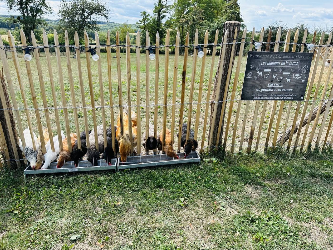 Les poules
