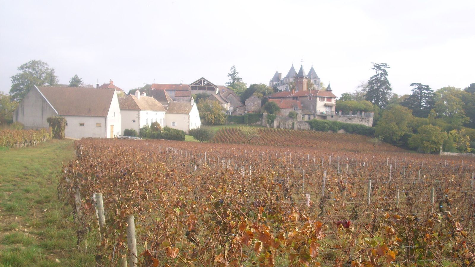 Les vignes de Mercurey
