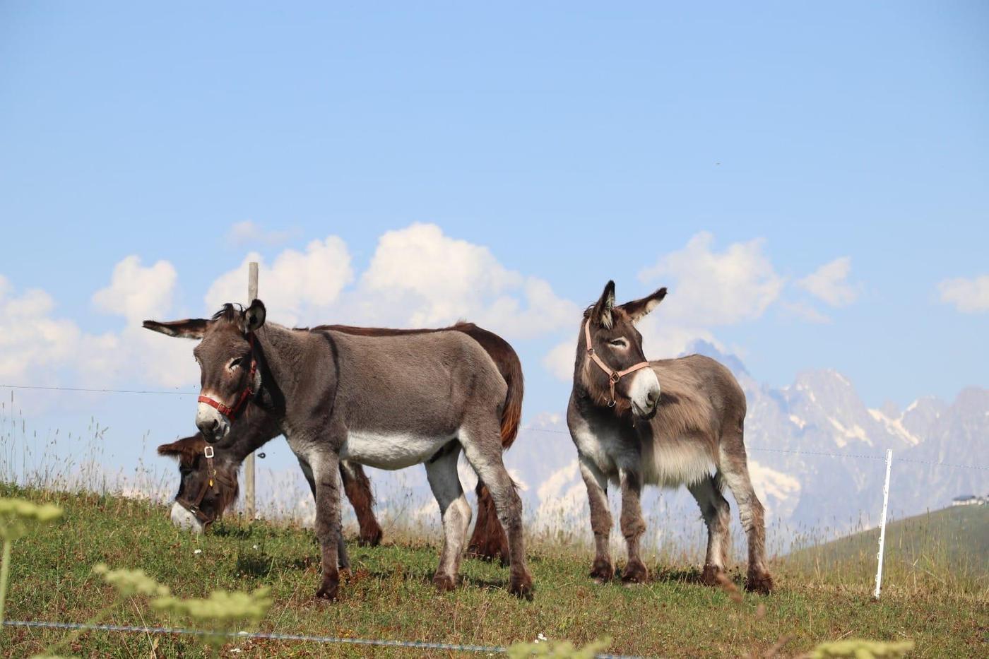 Trois ânes de bât dans un pâturage, les montagnes du Jura derrière