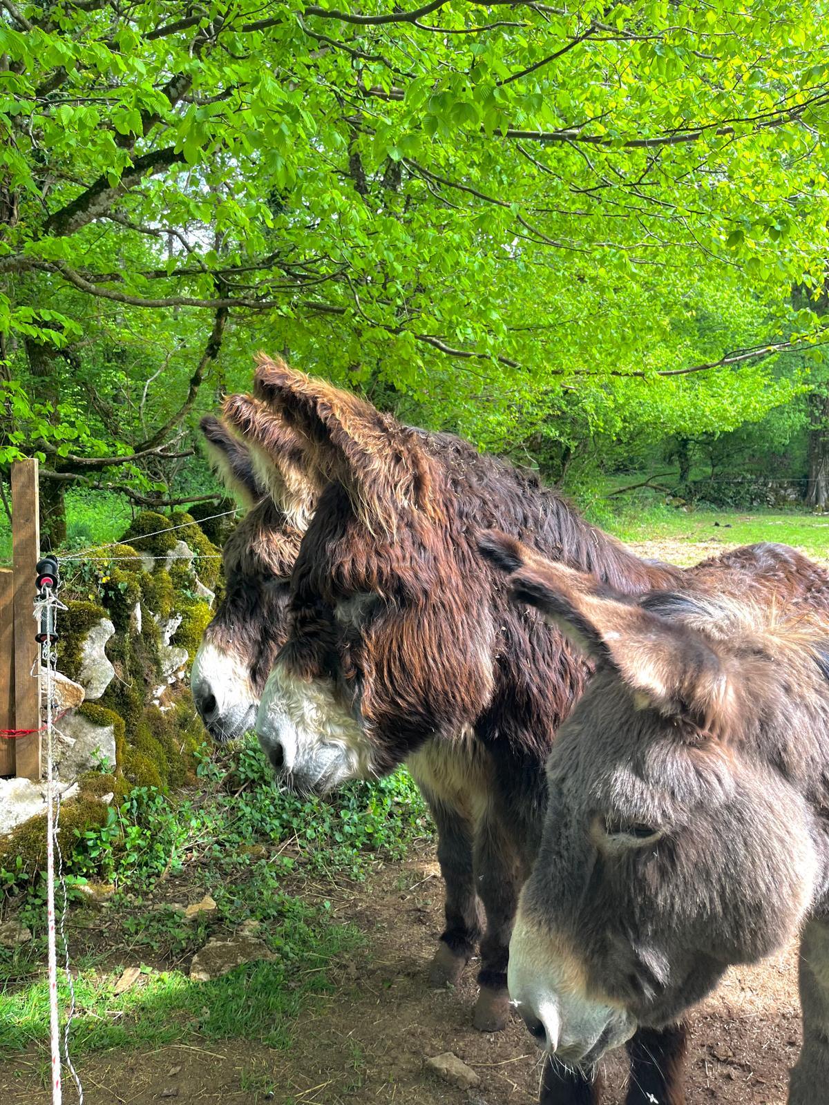 Les ânes au pré en fin de journée, à la lisière de la forêt