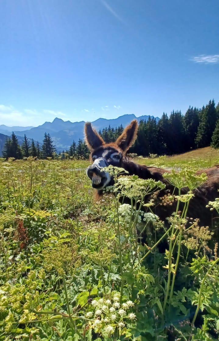 Un âne qui broute par-dessus la haie, vue sur les montagnes