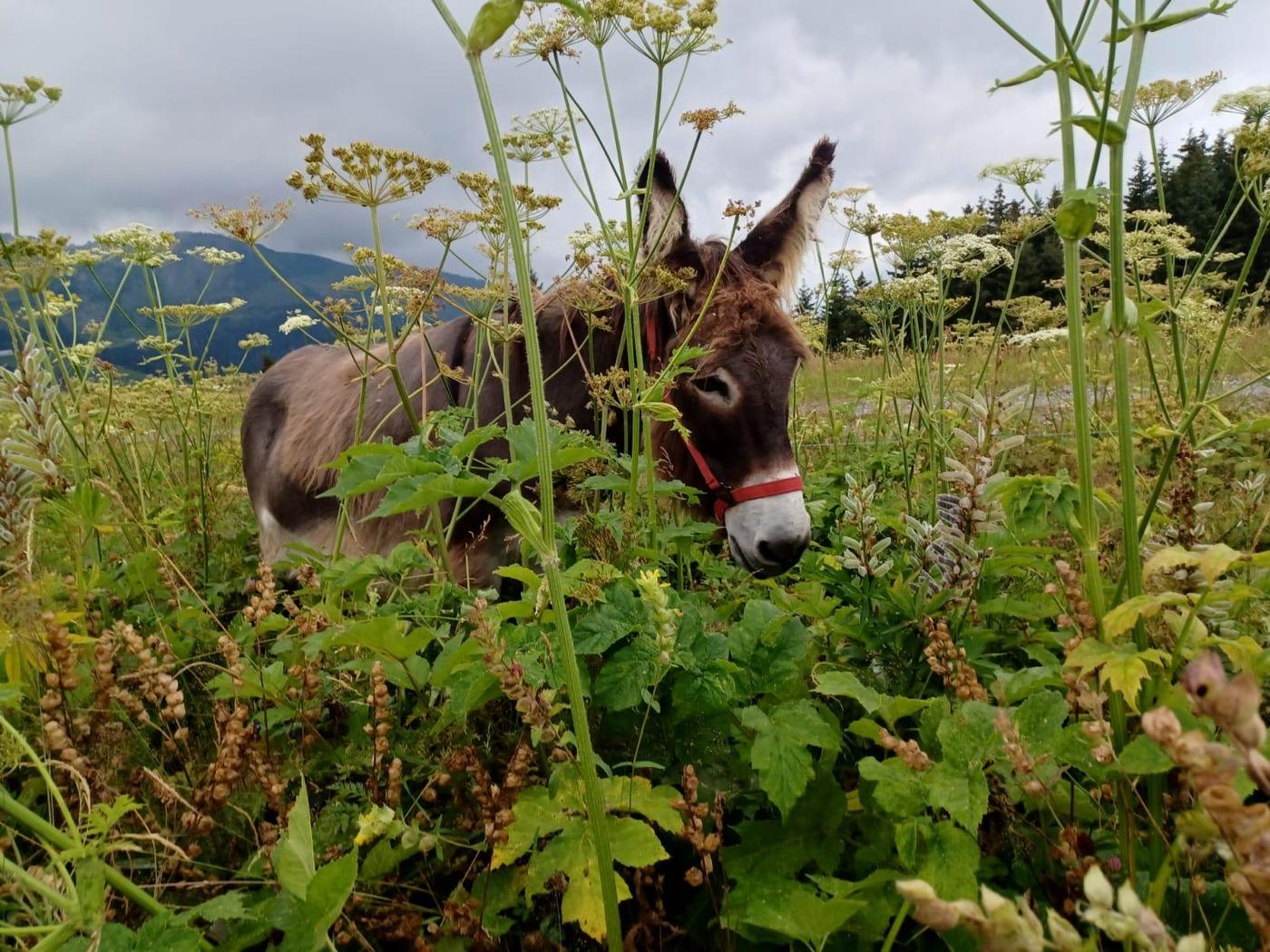 Un âne la tête dans les ombellifères
